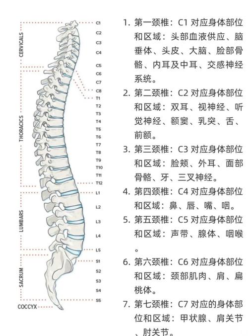 梦见脊柱暗示深度解析其象征意义与心理影响