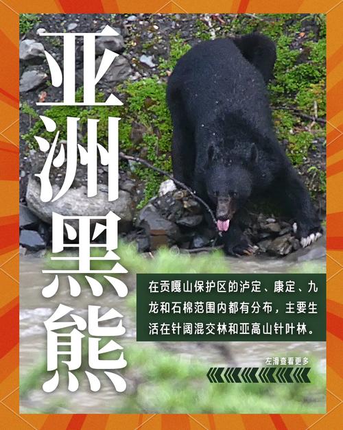 梦见狗熊意味着哪些?揭示背后的心理暗示与生活启示! 梦见狗熊意味着哪些?揭示背后的心理暗示与生活启示!
