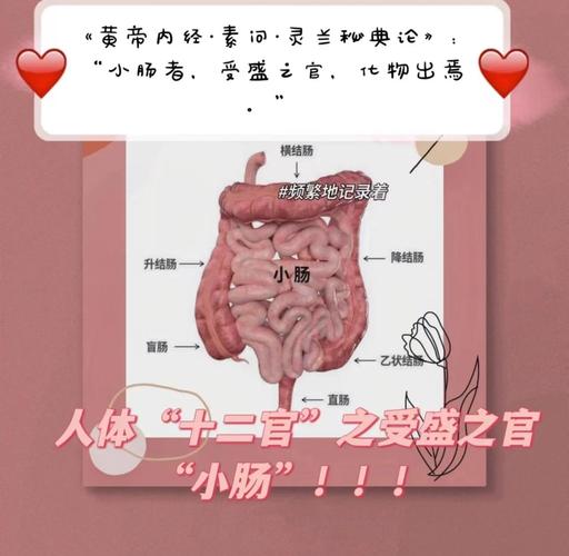 「揭秘梦见小肠的5大权威解析心理学视角与生理暗示」