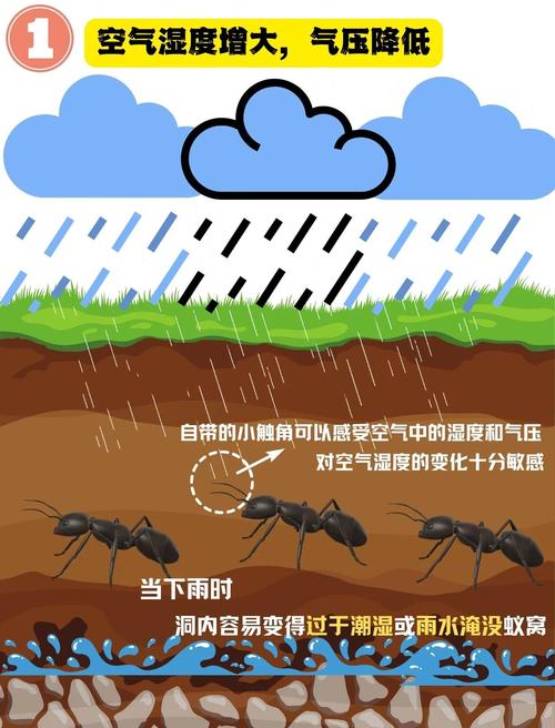 梦见蚂蚁搬家深意解析揭示心理变化与生活转机
