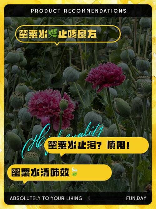 解梦指南理解罂粟象征意义及其对生活的启示 解梦指南理解罂粟象征意义及其对生活的启示