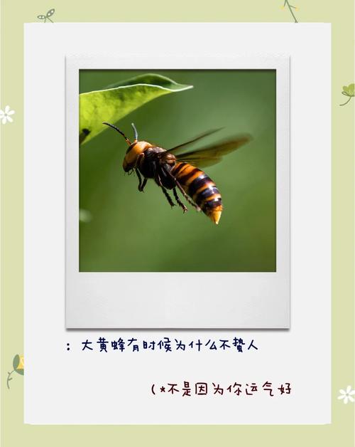 梦见黄蜂暗示着哪些？揭示你潜意识的秘密密码
