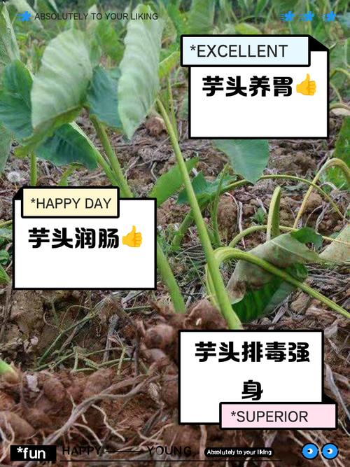 解梦分析为何梦见山芋象征财运或健康?揭秘背后玄妙含义 解梦分析为何梦见山芋象征财运或健康?揭秘背后玄妙含义