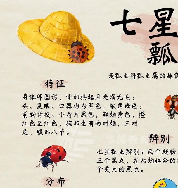 解梦指南七星瓢虫的象征意义与高效心灵成长方案