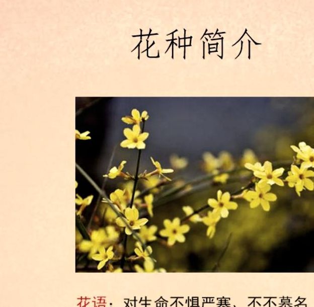 揭秘梦见迎春花的深层意义心理暗示与个人成长分析 揭秘梦见迎春花的深层意义心理暗示与个人成长分析