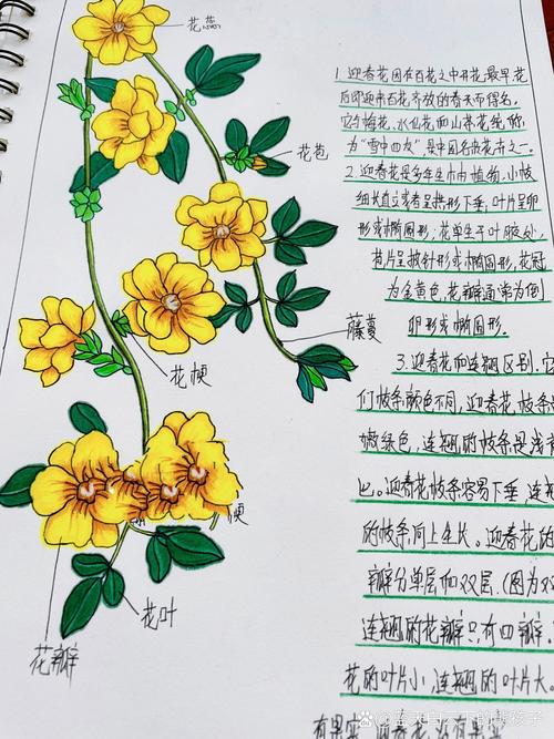 揭秘梦见迎春花的深层意义心理暗示与个人成长分析 揭秘梦见迎春花的深层意义心理暗示与个人成长分析