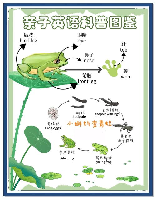 梦见蝌蚪的含义解析5个不容忽视的象征意义分析 梦见蝌蚪的含义解析5个不容忽视的象征意义分析