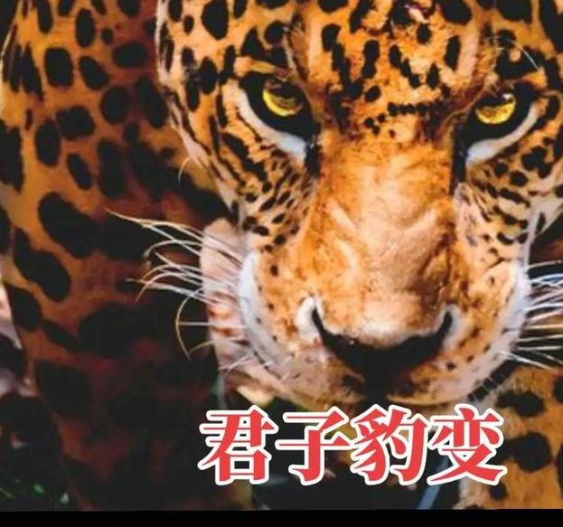解梦专家揭秘梦见虎豹的5大含义及其心理解析