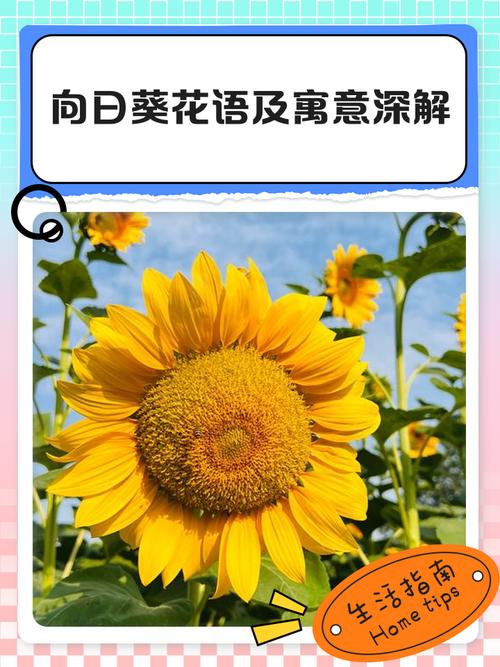 解析梦见向日葵开花的5个积极象征与心理启示