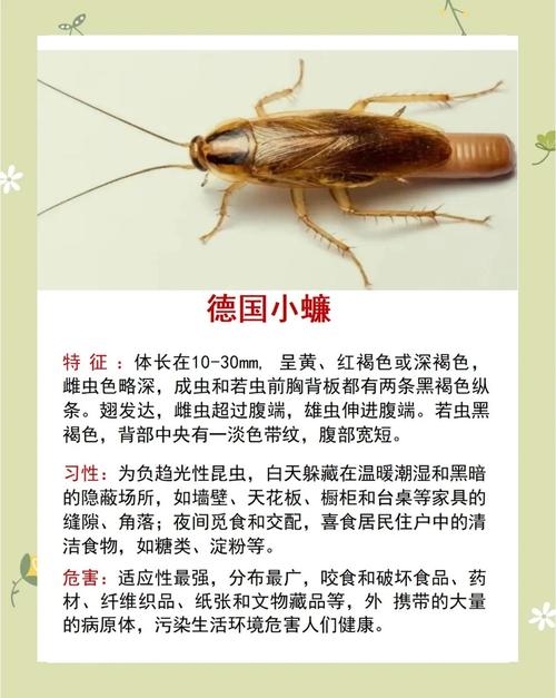 梦见蟑螂解析心理启示 vs 生活暗示,哪个更贴近你? 梦见蟑螂解析心理启示 vs 生活暗示,哪个更贴近你?