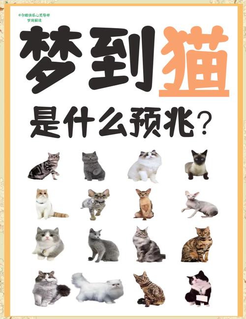 揭秘梦见一群猫追我的5大心理解析与权威解答 揭秘梦见一群猫追我的5大心理解析与权威解答