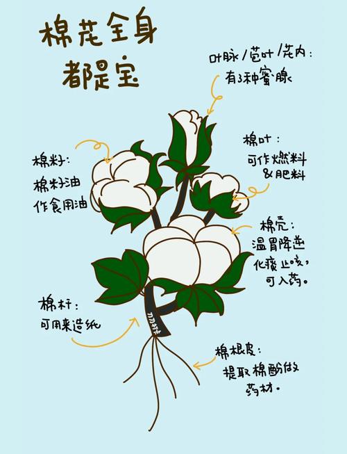 梦见棉花的象征意义揭秘心理健康与运势提升技巧