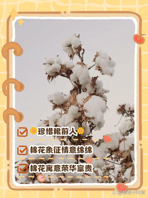 梦见棉花的象征意义揭秘心理健康与运势提升技巧