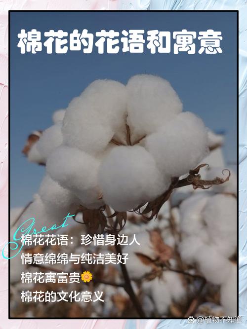 梦见棉花的象征意义揭秘心理健康与运势提升技巧