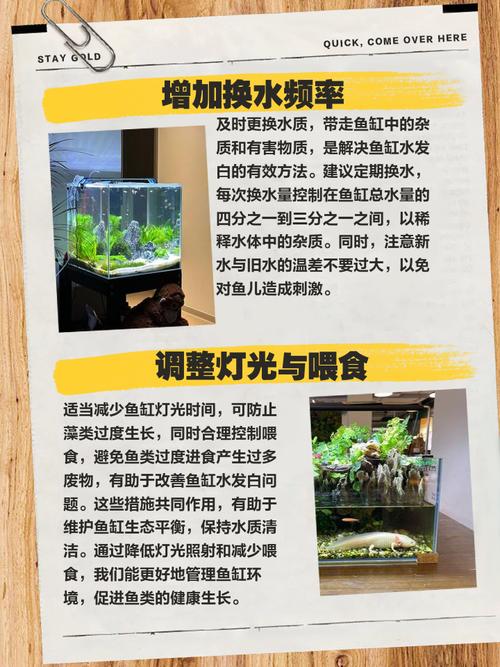 梦见鱼缸意味着哪些？解析其背后的深层含义与高效解决方案