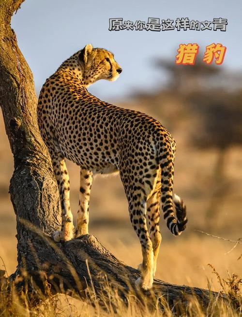 梦见猎豹象征哪些？揭秘背后隐藏的成功秘密！