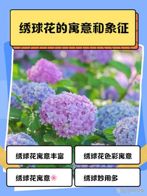 梦见绣球花的深刻寓意解读，蕴含生活美好象征