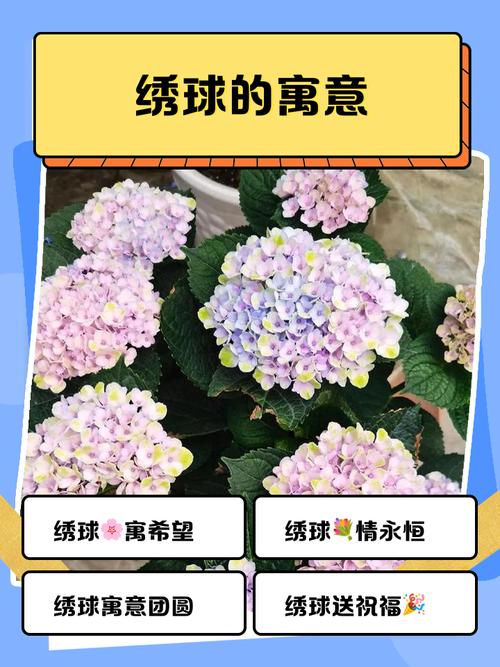 梦见绣球花的深刻寓意解读，蕴含生活美好象征