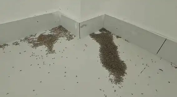 河南高温为何连蚊子都热死？如何应对极端天气的挑战？