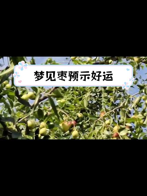解梦指南7个梦见枣子的常见象征及意义 解梦指南7个梦见枣子的常见象征及意义