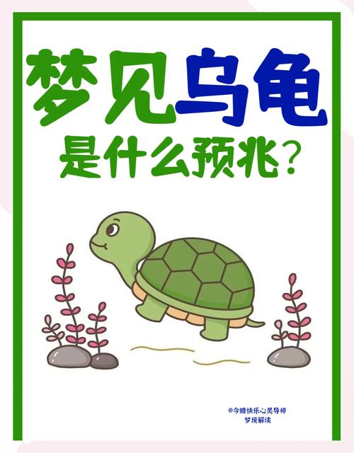 梦见手里拿乌龟的深层含义及心灵成长指南