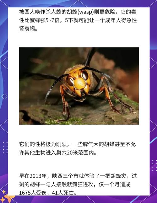 梦见黄蜂预示哪些？揭示昆虫梦境的深层心理含义！