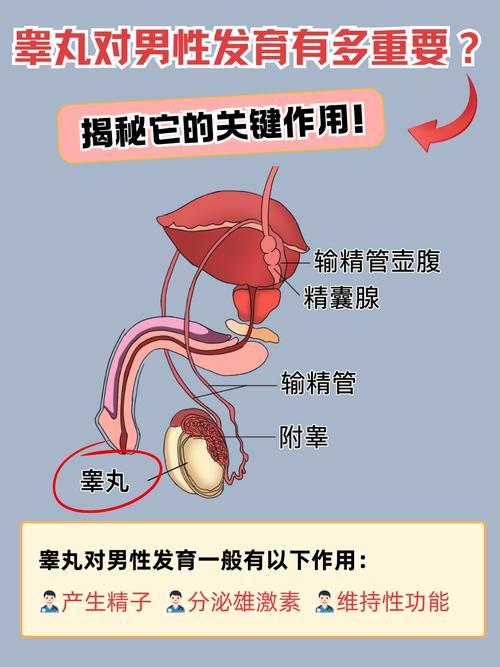 梦见睾丸的深层心理解析情感与自我探索的旅程