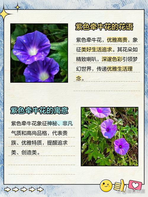 梦见牵牛花象征哪些?解锁隐藏心理寓意解析 梦见牵牛花象征哪些?解锁隐藏心理寓意解析