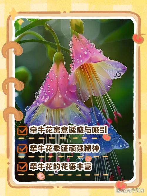 梦见牵牛花象征哪些?解锁隐藏心理寓意解析 梦见牵牛花象征哪些?解锁隐藏心理寓意解析