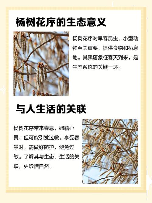 梦见白杨象征哪些？解读背后的心理暗示和生活启示