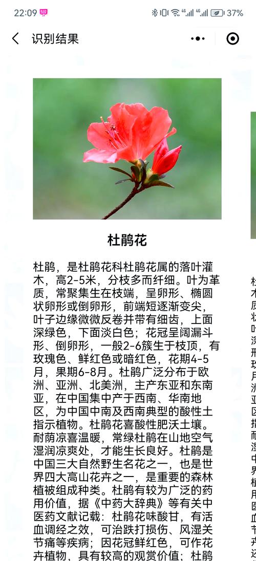 深度解读梦见杜鹃花背后的象征意义与心理启示