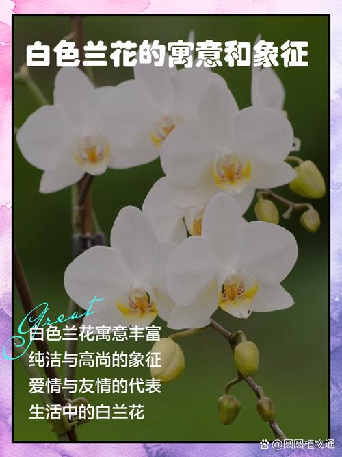 梦见白兰花的6种寓意解析，助你解读梦境玄机