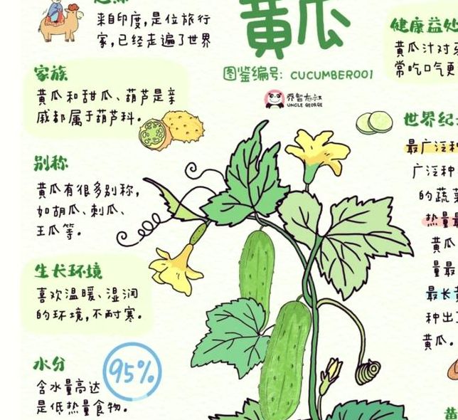 梦见小黄瓜预示哪些？解析梦境含义，助你掌握生活新启示