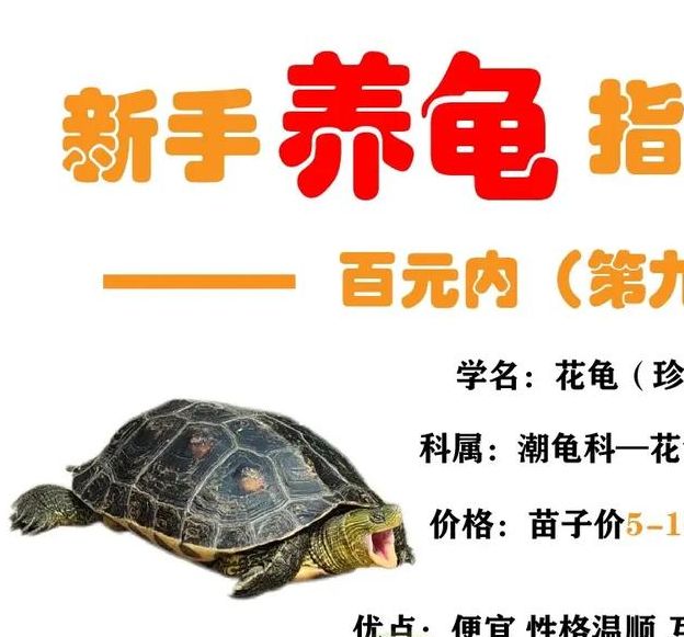 梦见龟鳖象征运势心理解析与幸运提升技巧对比
