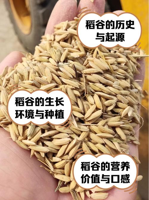 解梦指南收稻谷象征意义及吉祥寓意揭秘