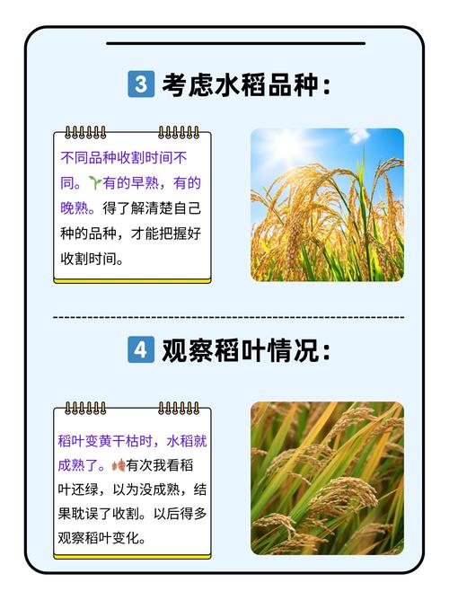 解梦指南收稻谷象征意义及吉祥寓意揭秘