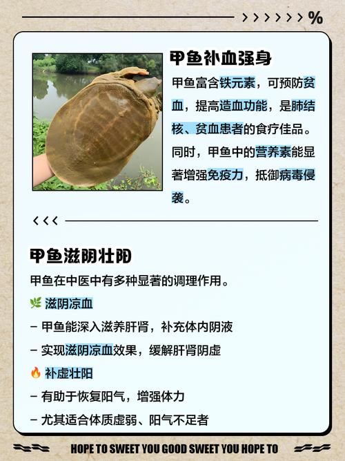 深度解读梦见甲鱼象征意义，助你走出疑惑迎接好运