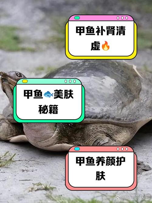 深度解读梦见甲鱼象征意义，助你走出疑惑迎接好运