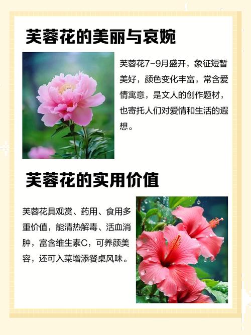 梦见芙蓉花解梦权威解析和5大风水建议 梦见芙蓉花解梦权威解析和5大风水建议