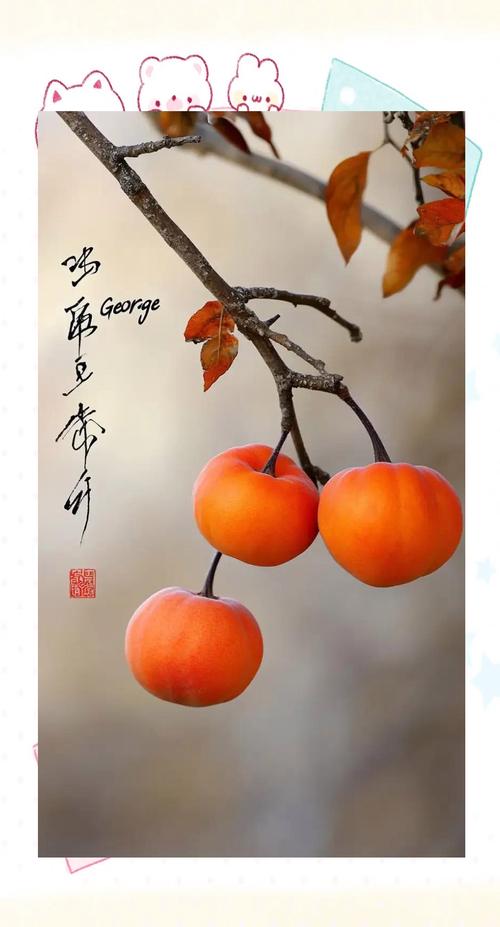 梦见柿子的真实寓意解读背后的心理象征与生活启示 梦见柿子的真实寓意解读背后的心理象征与生活启示