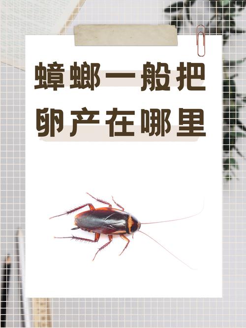 解梦昆虫象征梦见蟑螂预示生活变化 vs 传统观念解析 解梦昆虫象征梦见蟑螂预示生活变化 vs 传统观念解析