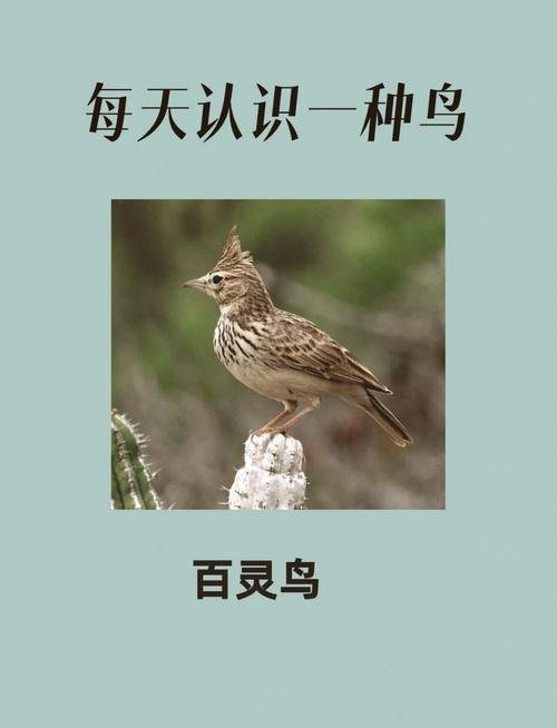 7个梦见百灵鸟预示的吉祥征兆解析,揭开好运密码 7个梦见百灵鸟预示的吉祥征兆解析,揭开好运密码