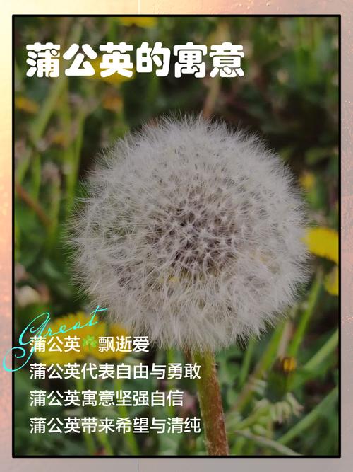 梦见蒲公英寓意揭晓，背后隐藏的真相是哪些？
