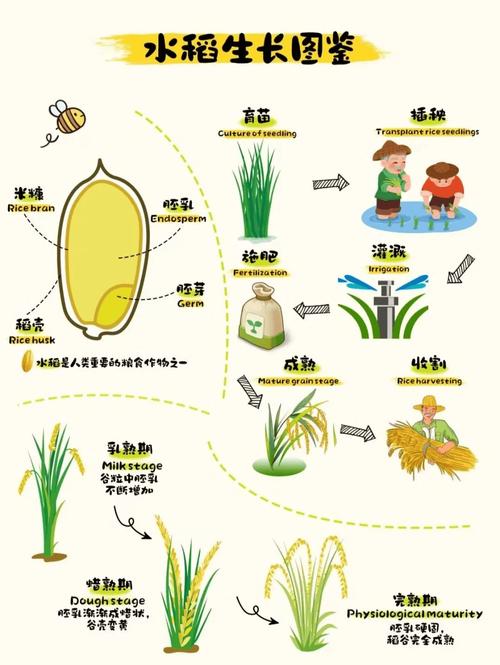 你了解梦见稻谷背后的心理暗示吗？