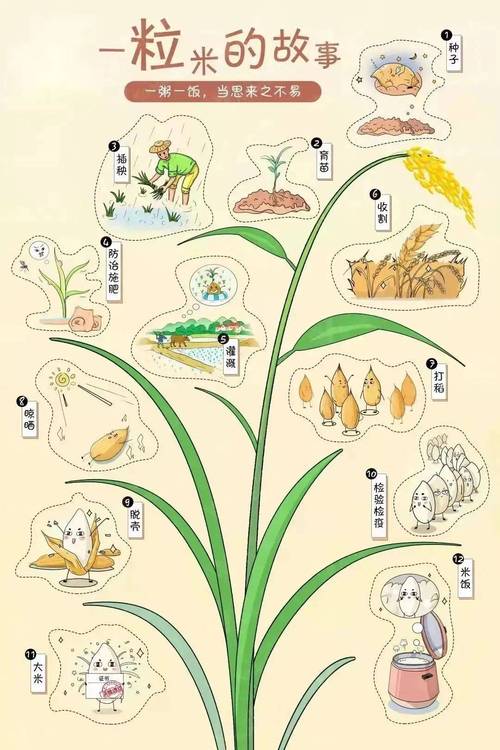 你了解梦见稻谷背后的心理暗示吗？