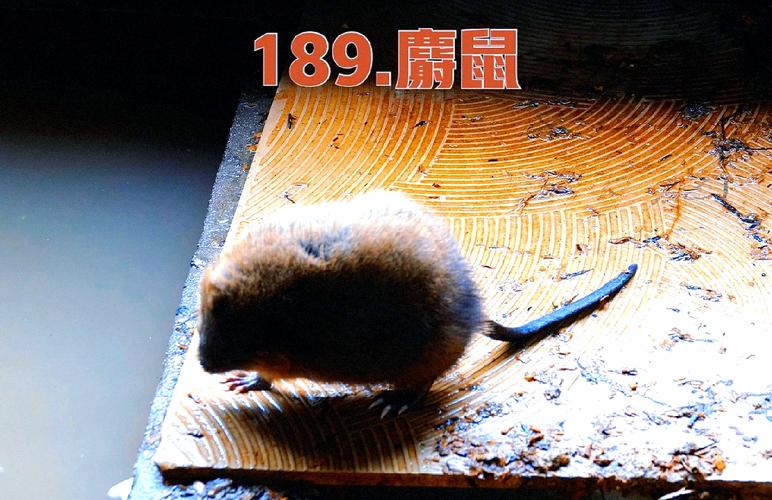 梦见麝香鼠预示哪些？揭开潜藏的命运之谜！