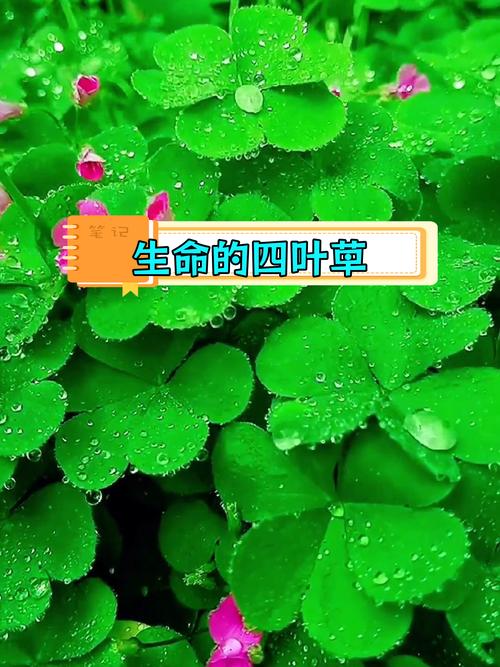 梦见绿叶象征生机与希望,解梦专家揭秘其深远意义! 梦见绿叶象征生机与希望,解梦专家揭秘其深远意义!