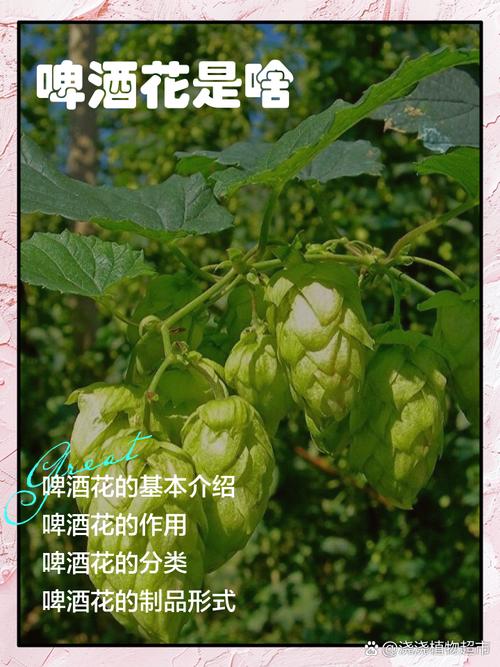 梦见啤酒花的寓意解读提升生活质量的秘诀 梦见啤酒花的寓意解读提升生活质量的秘诀
