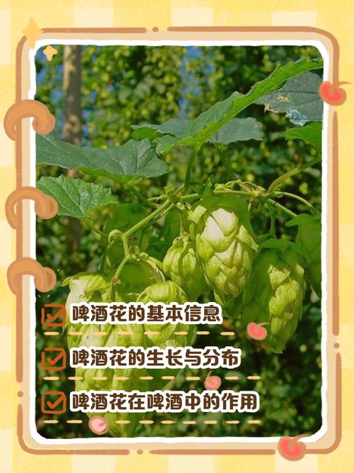 梦见啤酒花的寓意解读提升生活质量的秘诀 梦见啤酒花的寓意解读提升生活质量的秘诀