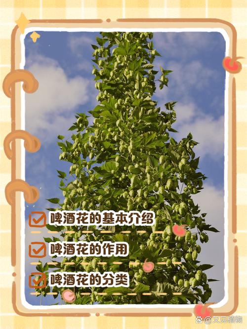 梦见啤酒花的寓意解读提升生活质量的秘诀 梦见啤酒花的寓意解读提升生活质量的秘诀